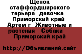 Щенок стаффордширского терьера, девочка - Приморский край, Артем г. Животные и растения » Собаки   . Приморский край